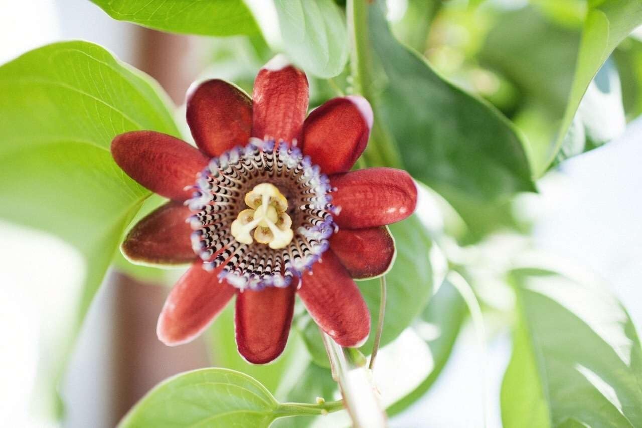 Live Plant - Passion Fruit Live Fruit Plant 1’-2’
