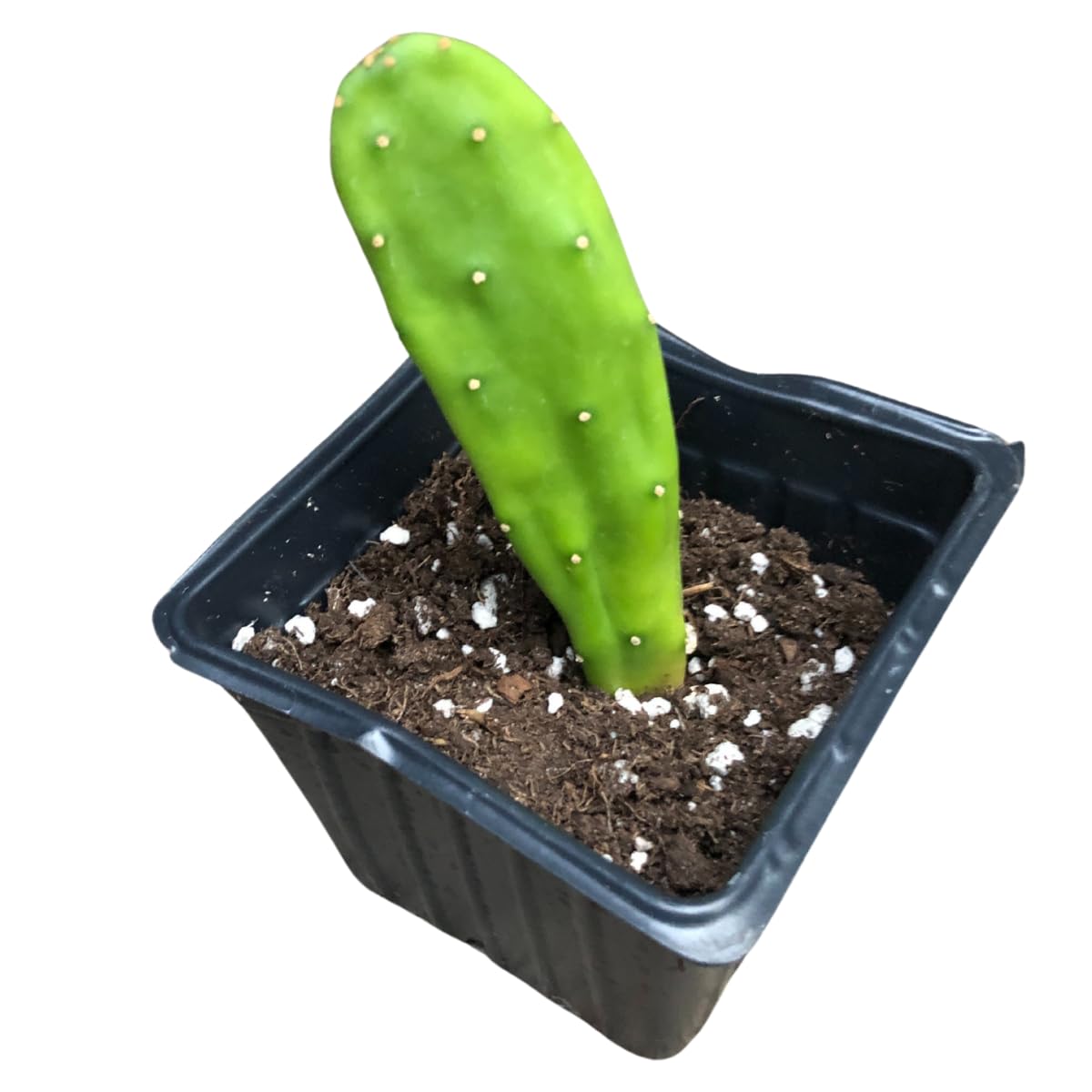 Smoke Camp Crafts Organic Prickly Pear Cactus Plant, Opuntia cochenillifera, in 2.5-inch Pot