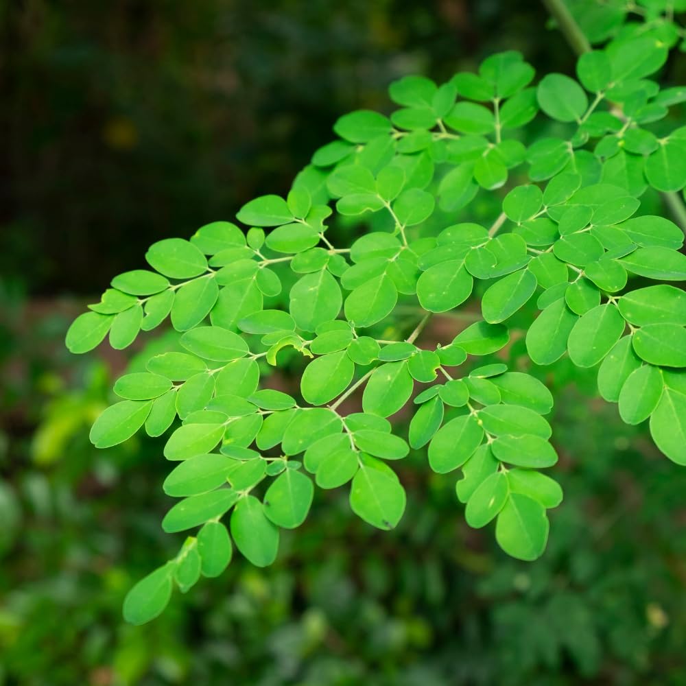 2PPP Moringa Tree Plant Live, Moringa Oliefera Plant, Well Rooted, 4-7" in Height in 4" Pot for Growing