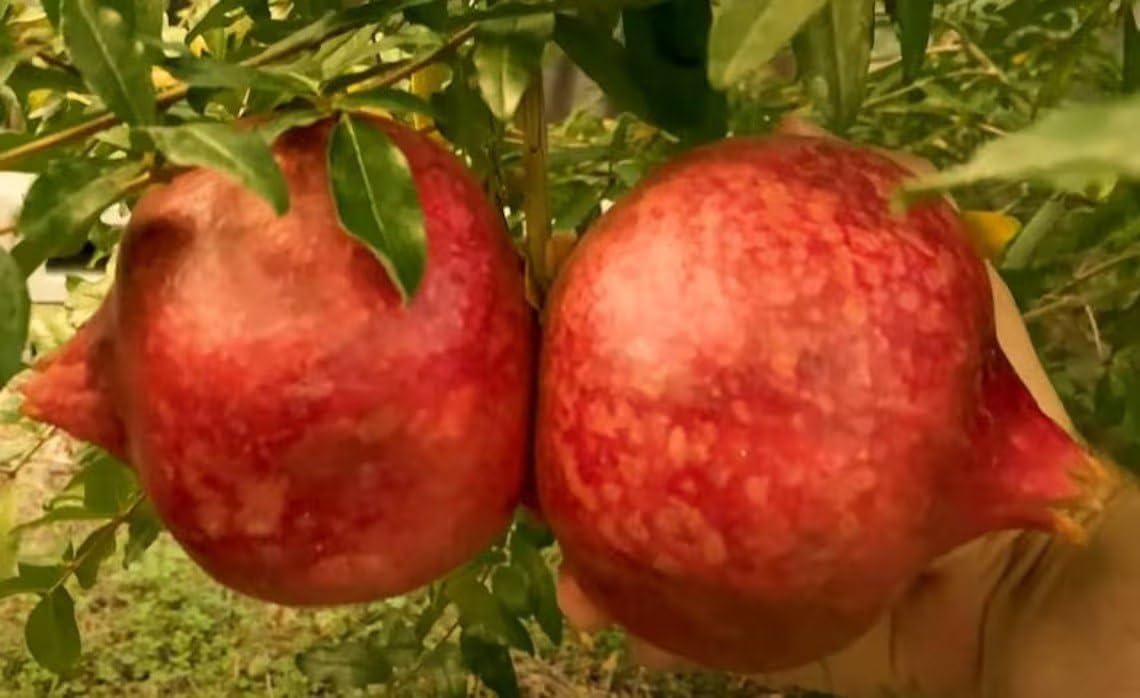 2 Parfianka Pomegranate Live Starter Plants – 4-8 Inches Tall – Punica granatum – Sweet-Tart Red Fruit – Cold Hardy, Self-Fruitful