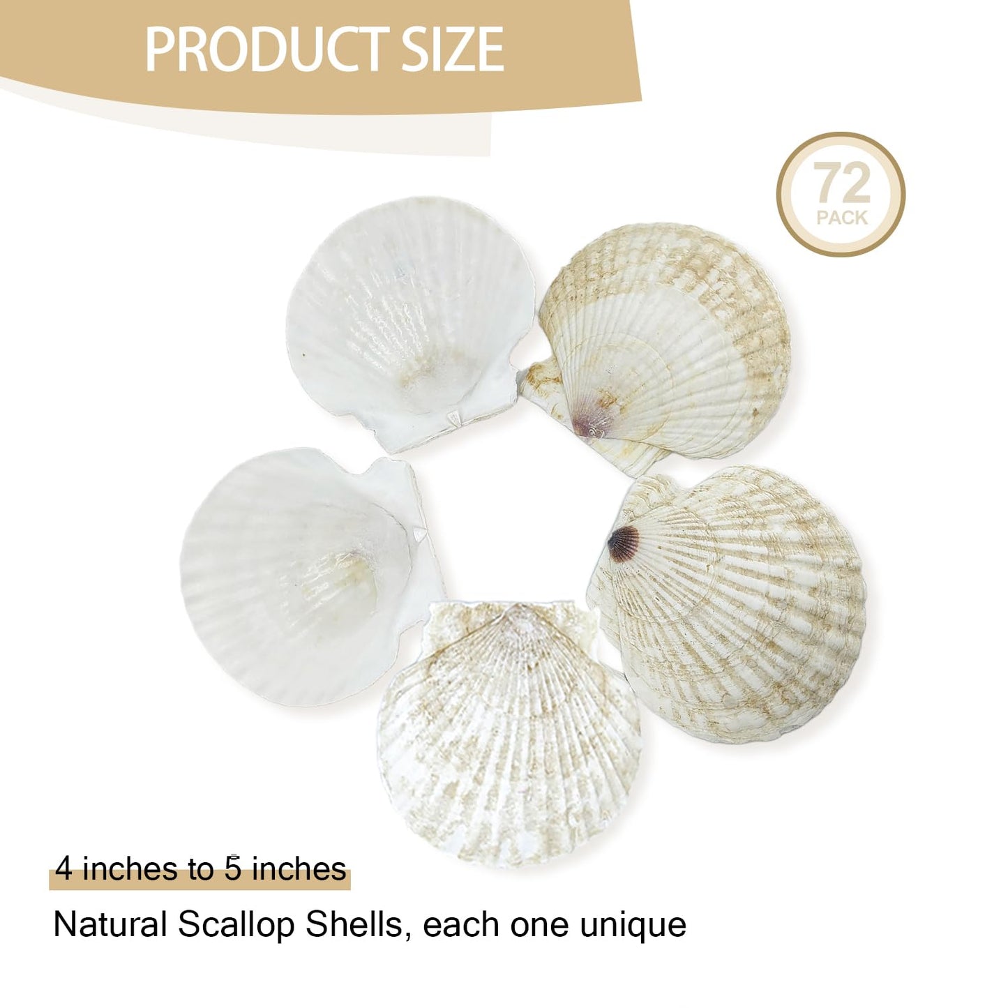 YOUKE OLA 60PCS Scallop Shells for Crafts Large Beach Natural Shells Bulk for Decoupage DIY Crafts Seashell Decorations Home Decor White 4''-4.5''
