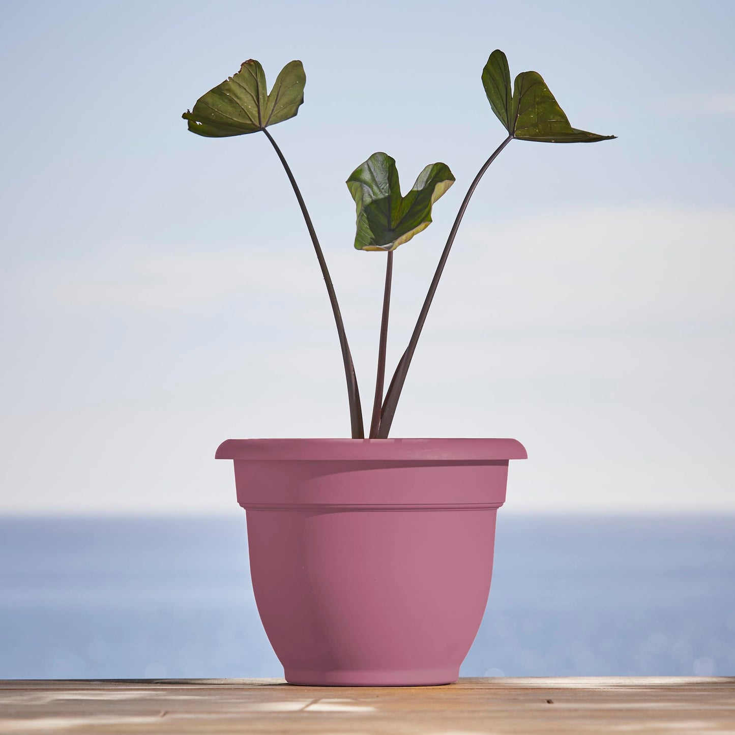 Bloem Ariana 12" Self-Watering Plastic Planter - Rolled Rim Indoor/Outdoor Garden Pot, Dusty Rose, 2-Pack