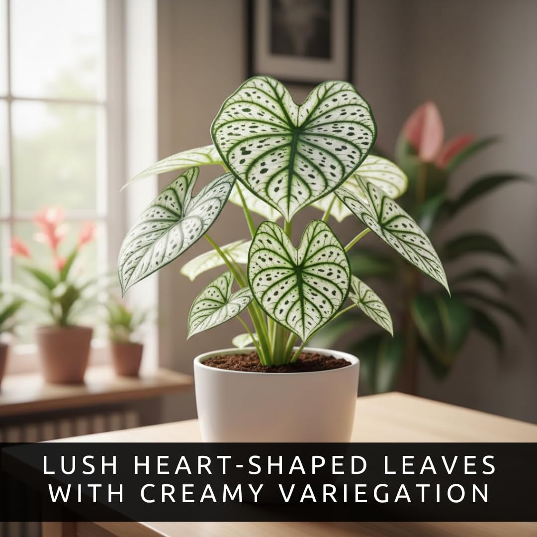 Fancy Green and White Caladium Bulbs for Planting - Easy to Grow Perennial Hosta, Elephant Ears - Great Gift for Plant Lovers (6 Bulbs)