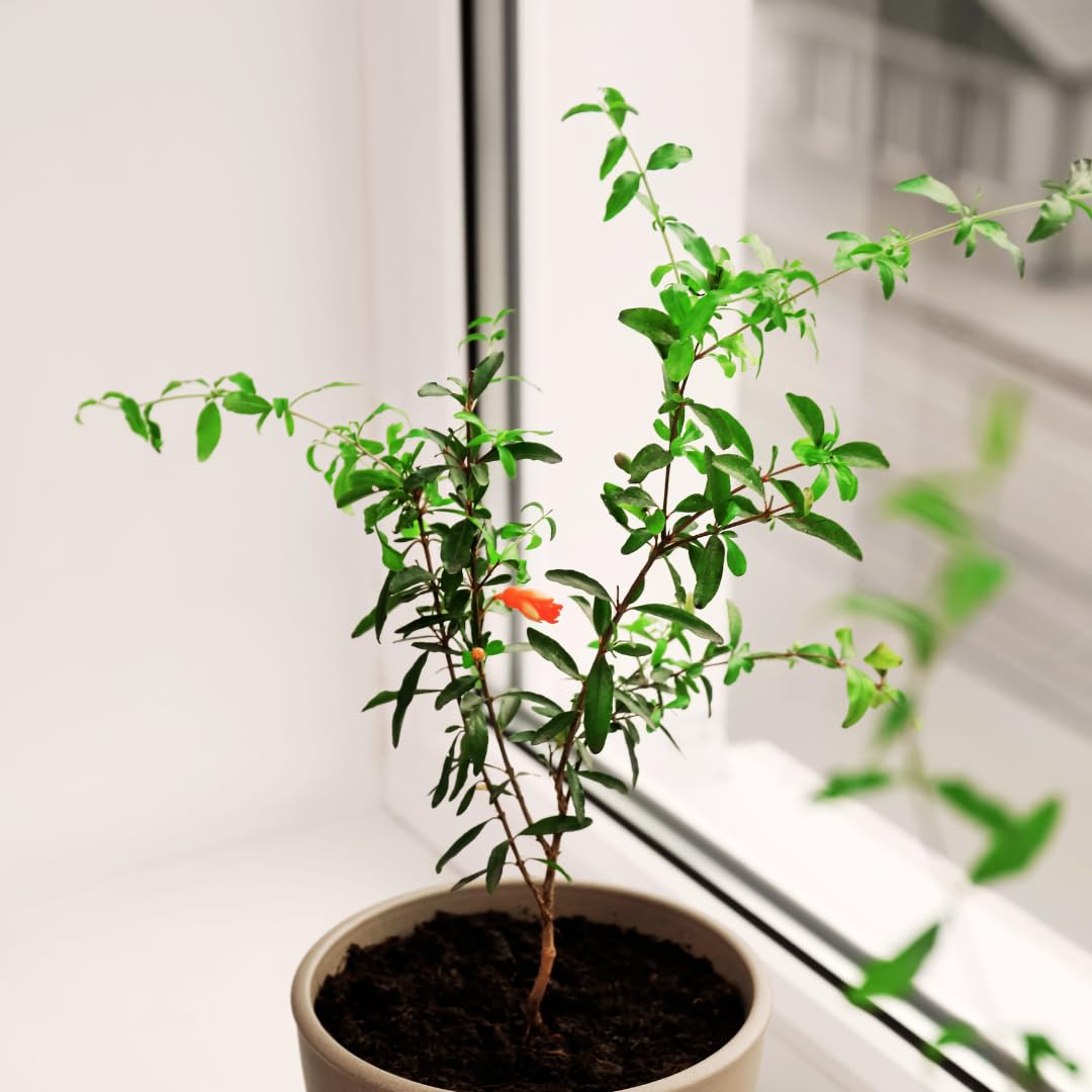 Pomegranate Tree Live Plant, Potted Pomegranate Plant, 6 to 10 Inch Tall, Pomegranate Fruit Tree, Pomegranate Plants Live, Pomegranate Bush, Red Pomegranate Tree, 1 Year-Old Plant