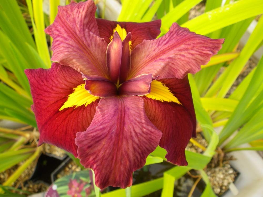Louisiana Iris Bog Pond Plants Bundle - 4 Pre-Grown Louisiana Irises Marginal Pond Plants in Purple, Red, Yellow, White from AquaLeaf Aquatics