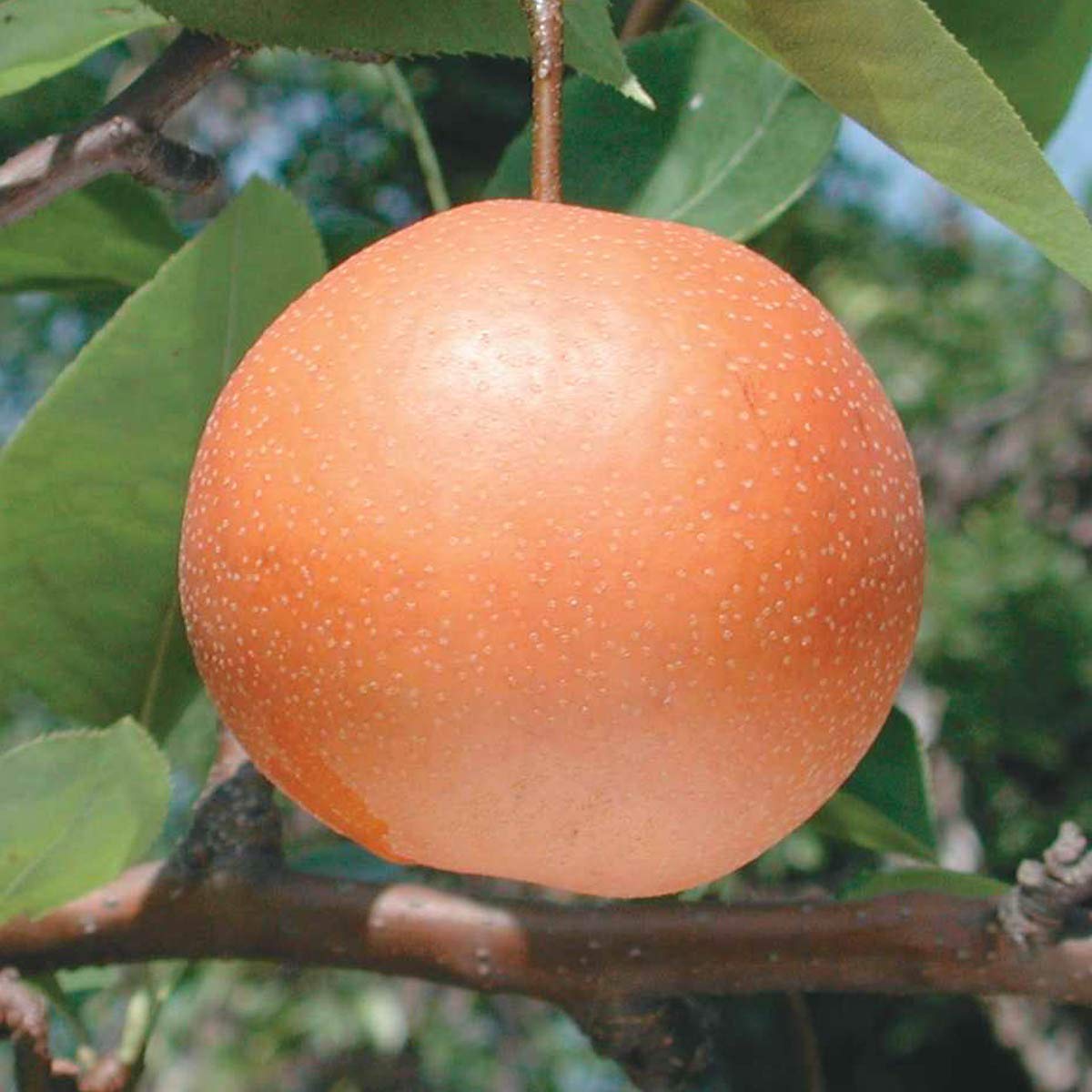 GURNEY'S - Chojuro Pear Standard Fruit Tree, Dormant Bare Root Starter Tree, 1-Pack, Due to State restrictions we Can't Ship to OR