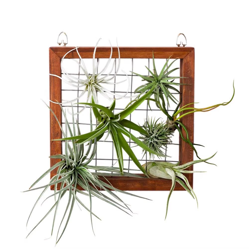 Tillandsia Air Plants, Live Succulents Indoor Plants, Assorted Airplants Variety for Decoration, Terrariums, and Office (12)
