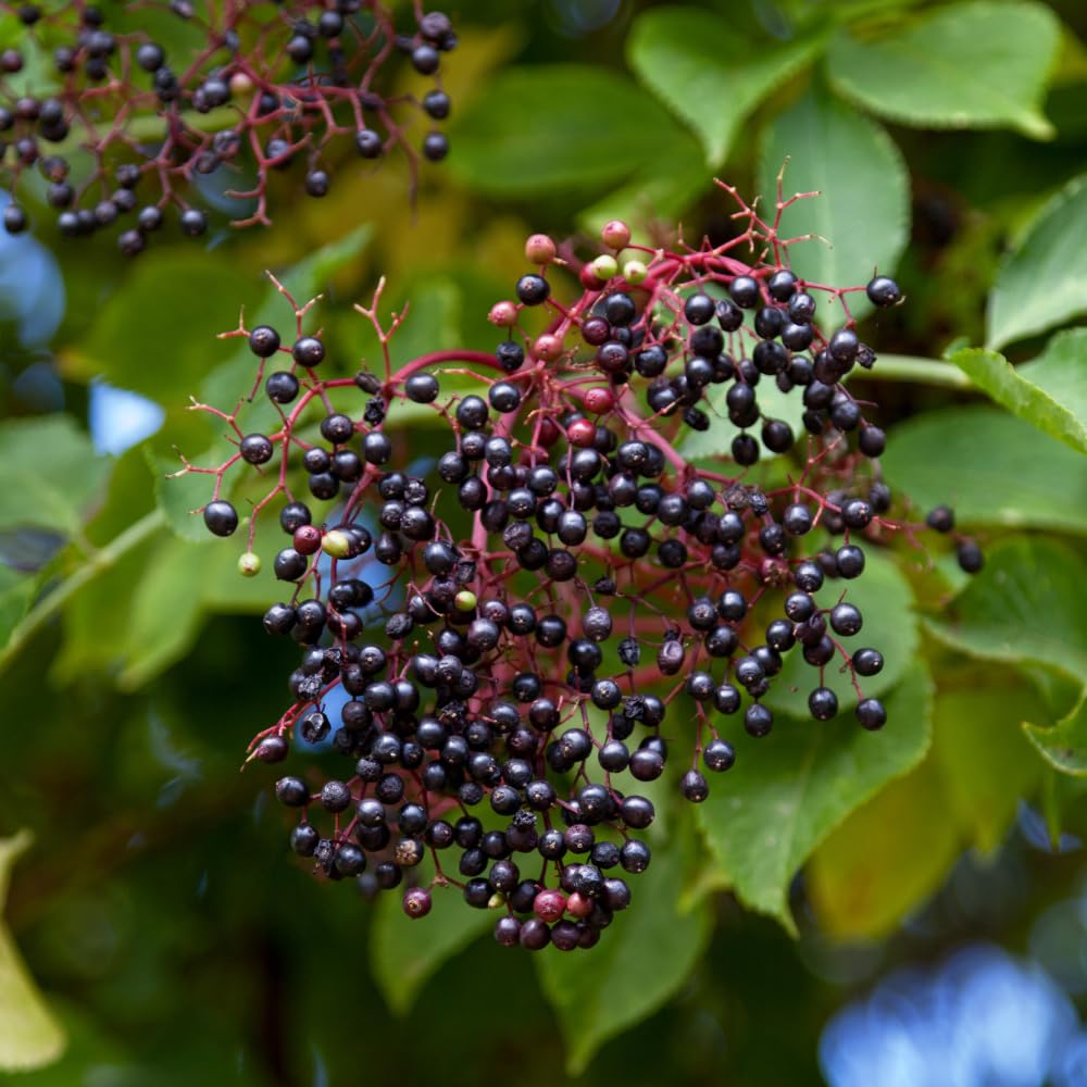 Elderberry Plant Live in Quart Pot, Fast Growing Sambucus Canadensis, White Flower Clusters, Perennial Berry for Garden Beds & Landscape