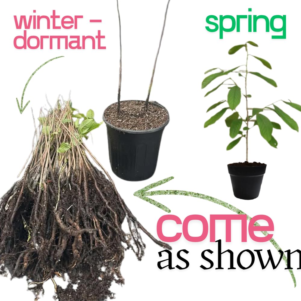 2 Pots Pawpaw Trees Live Plants, 6-12" Bare Roots Paw Paw Seedling Plants, 1 Year Old Well Rooted, Common Pawpaw Asimina Triloba