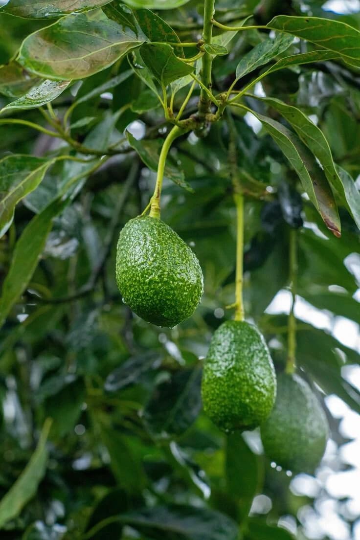 Live Plant - Grafted Avocado (MEJIAS) Live Tree