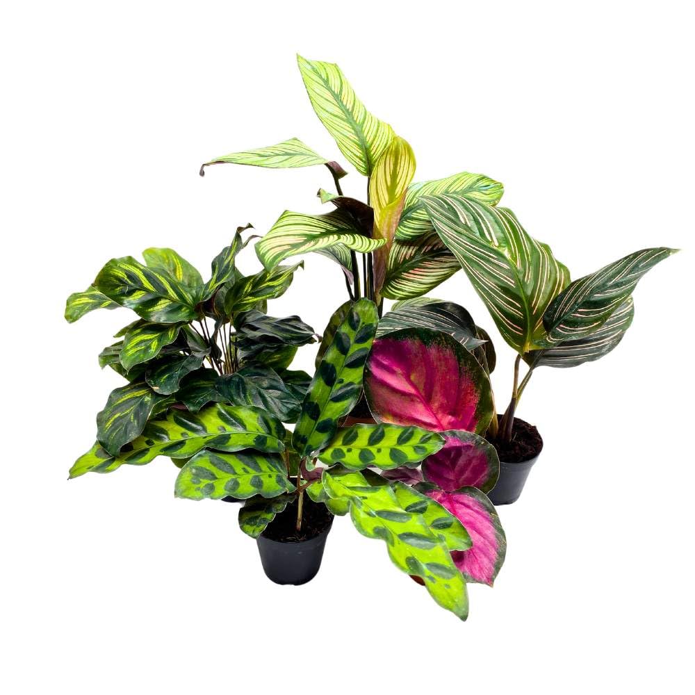 BubbleBlooms Calathea Assortment Set, 2 inch pots, 5 Different Prayer Plants, pet Friendly Indoor Low Light