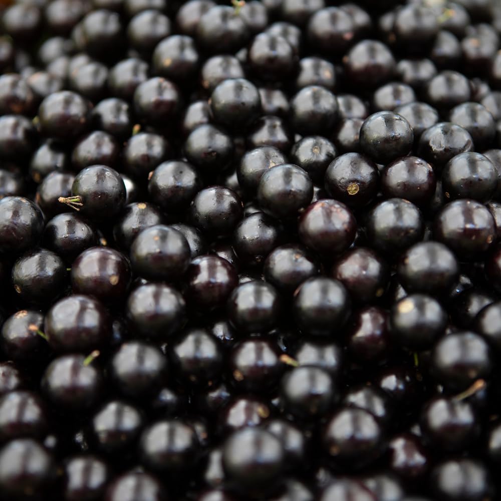 Sabara Jaboticaba Tree Live Plant, Jabuticaba Fruit Tree, Sweet and Edible Fruit for Outdoor Gardening, Starter Tree in Pot (One Gallon)
