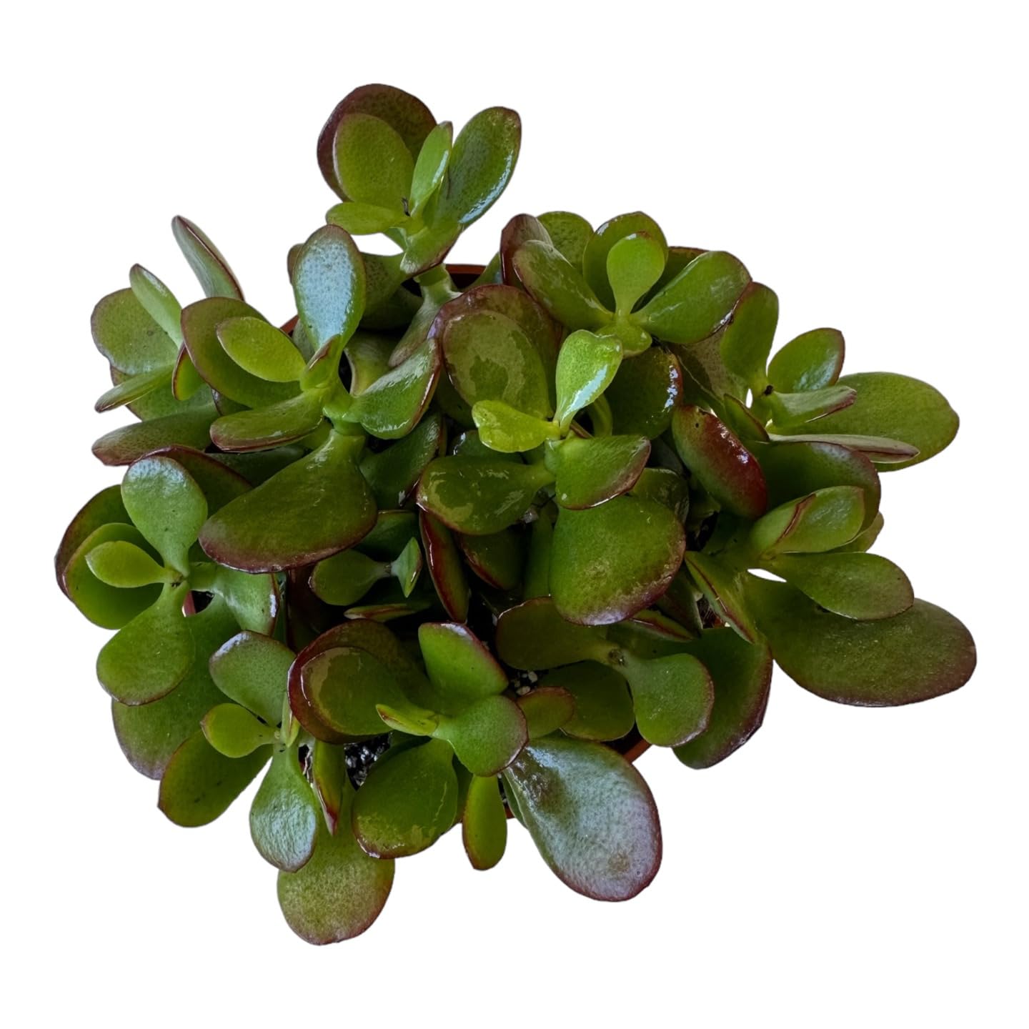 Live Plant, Jade Plant, Crassula Ovata 4 inch Pot - Succulents - Hopewind Plants Shop