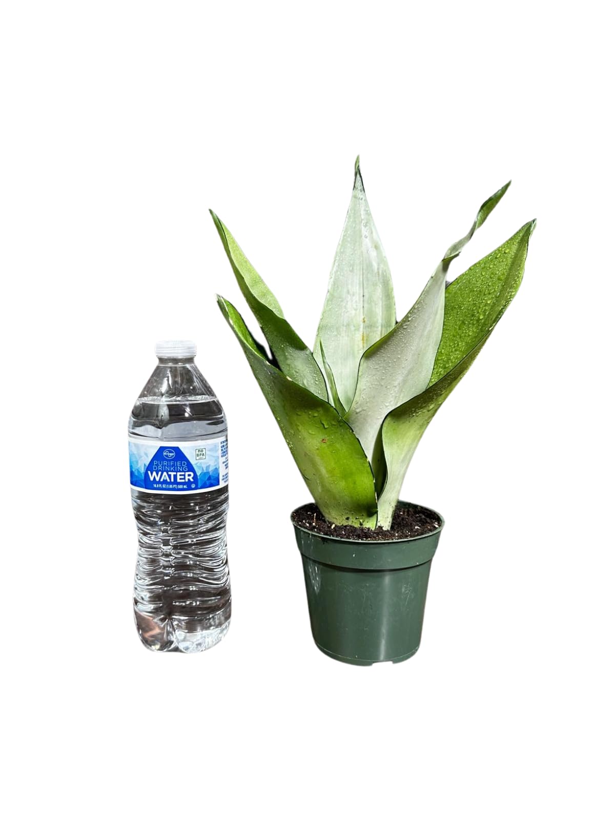 Sansevieria Moonshine in 4" Pot - Live Snake Plant - Easy to Grow Indoor Plant - Air Purifier House Plant - Office Gift