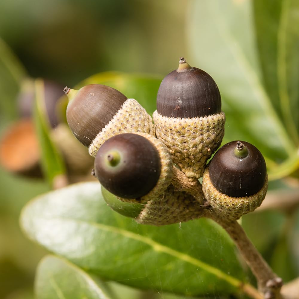 Southern Live Oak, Shade Tree, 5 gal. Nursery Pot (Due to Agricultural Laws, we Cannot Ship to CA, AZ, AK, or HI)