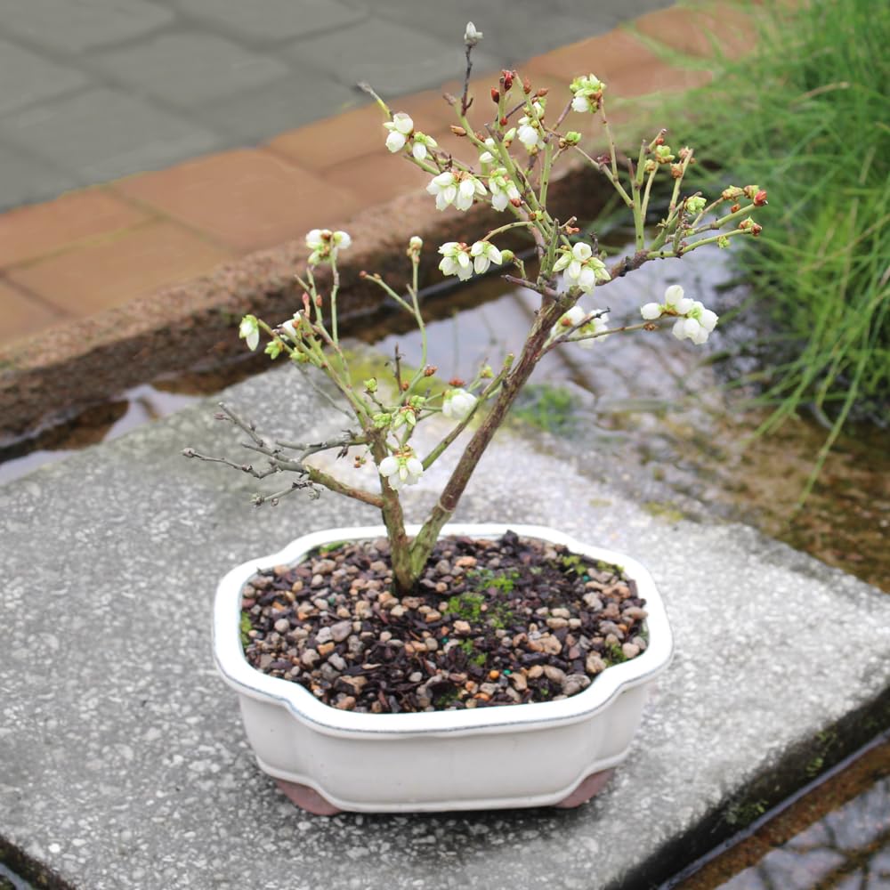 Brussel's Bonsai Live Dwarf Blueberry Bonsai Tree - Small, 4 Years, 6 to 8 Inches Tall - Outdoor Live Bonsai Tree with Ceramic Bonsai Pot