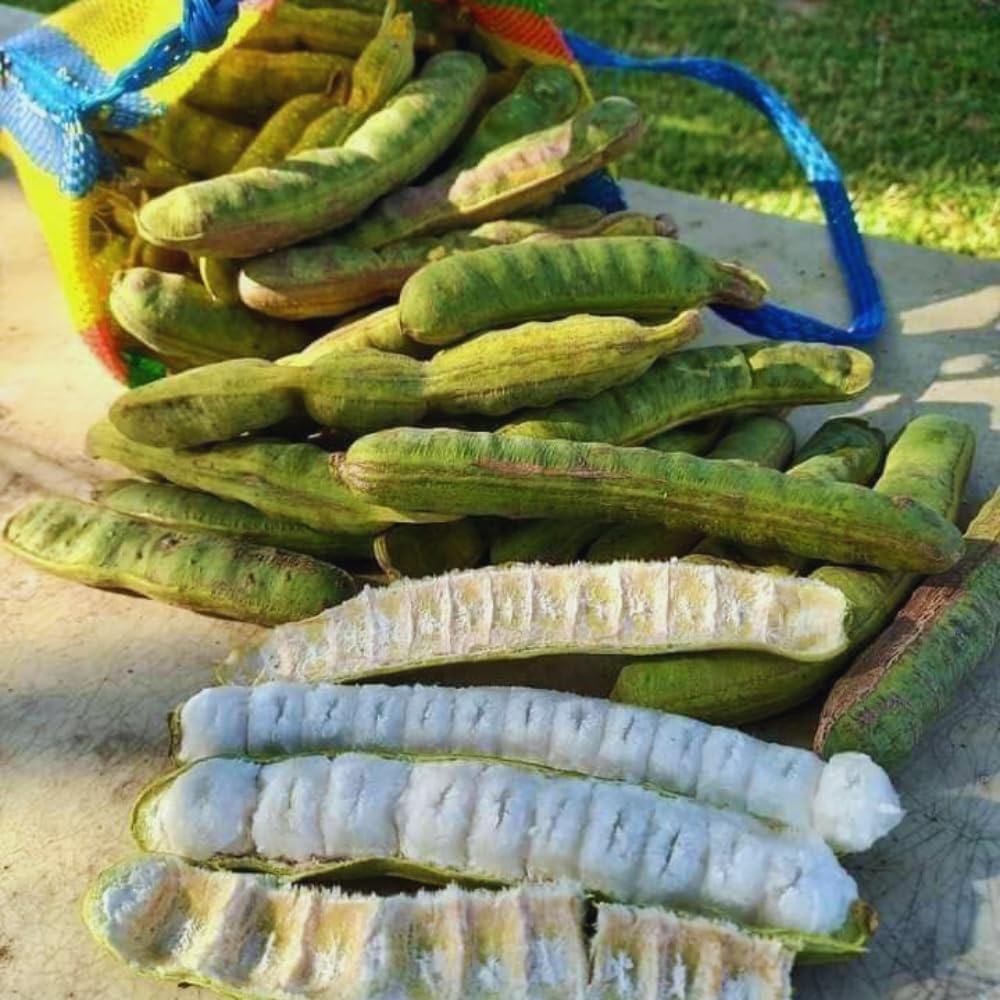 Ice Cream Bean Fruit Tree Live Plant Live for Planting, 8 to 12 Inch Tall Ice Cream Bean Plant Live Pot, a Half Gallon