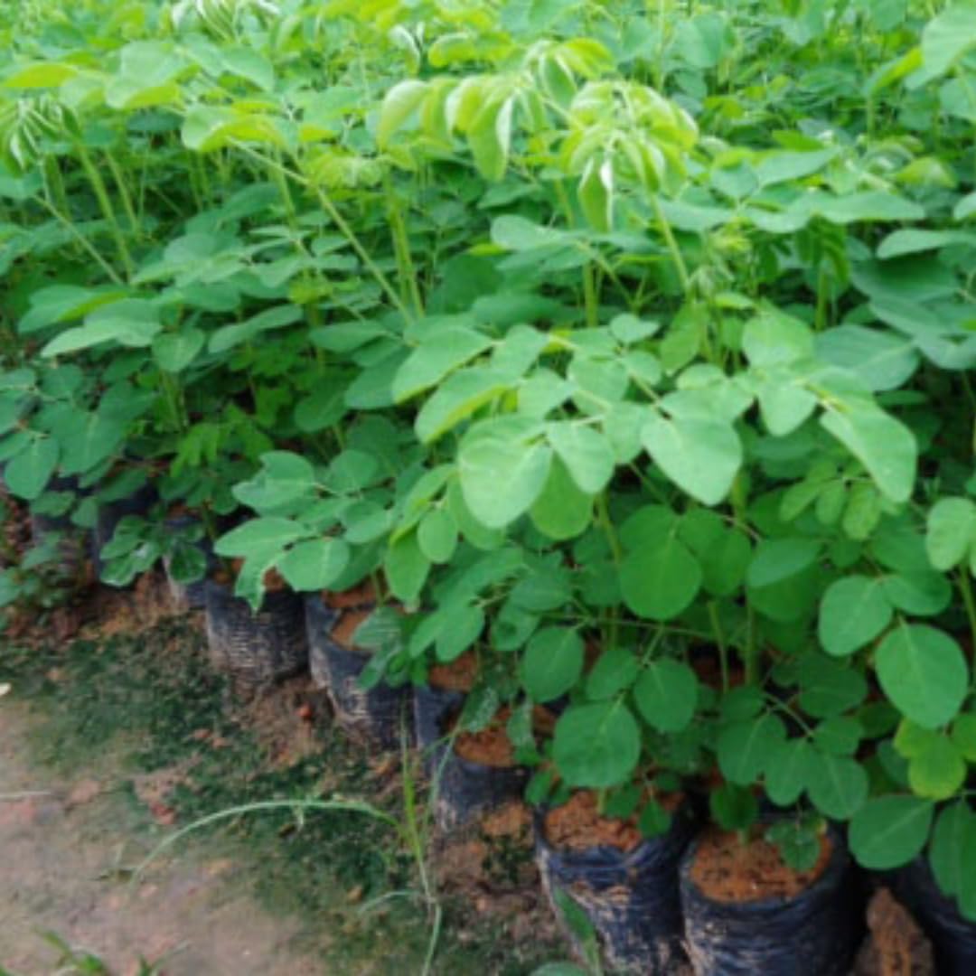 2 Moringa Drumstick Trees Plants Live, Malunggay Well-Rooted, 6 to 8 Inches Tall, Horseradish Tree, Moringa Oleifera