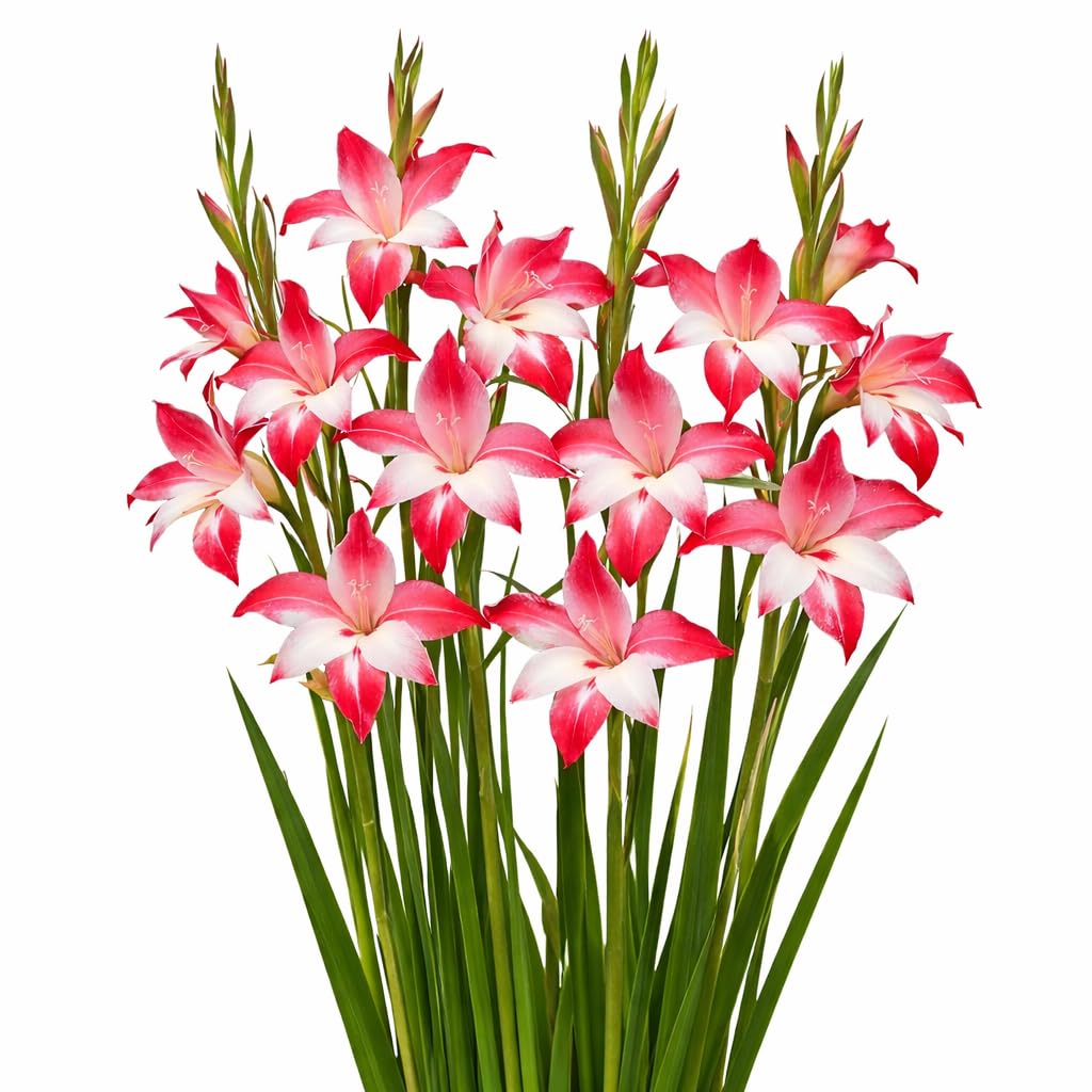 Easy to Grow Hardy Gladiolus Galaxian 10 Bulbs - Pink & White Flowers Bloom in Spring to Summer Sun