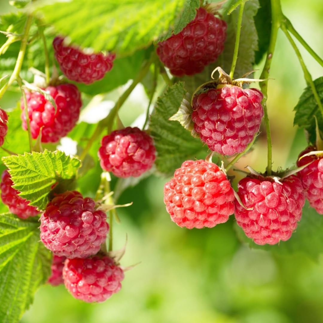 Set of 2 Raspberry Plants Live, Sweet Raspberry Bushes, 5-8 Inches Tall, Well-Rooted, Ready for Growing (Red Raspberry)