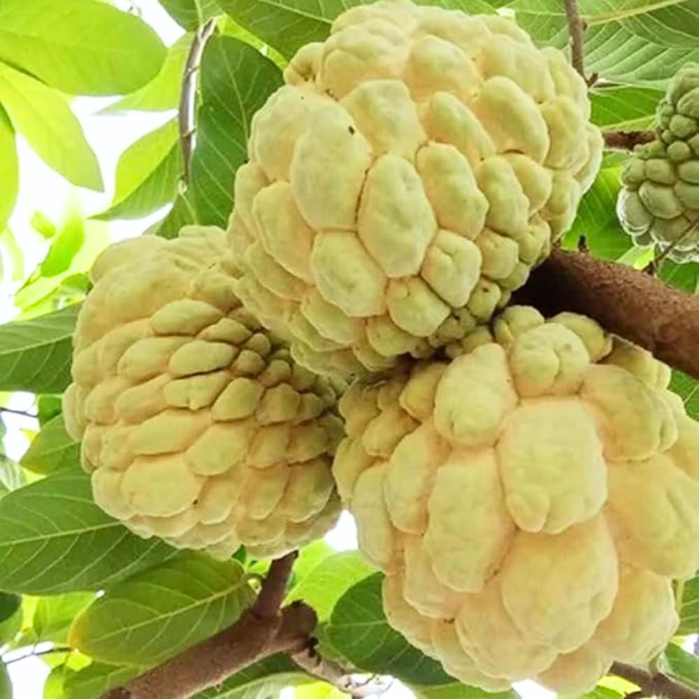 2-3' Tall Yellow Sugar Apple Tree Live Plant, Tropical Annona Squamosa Custard Sugar Apple Fruit Plant, in 3 Gallon Pot, No Ship to CA