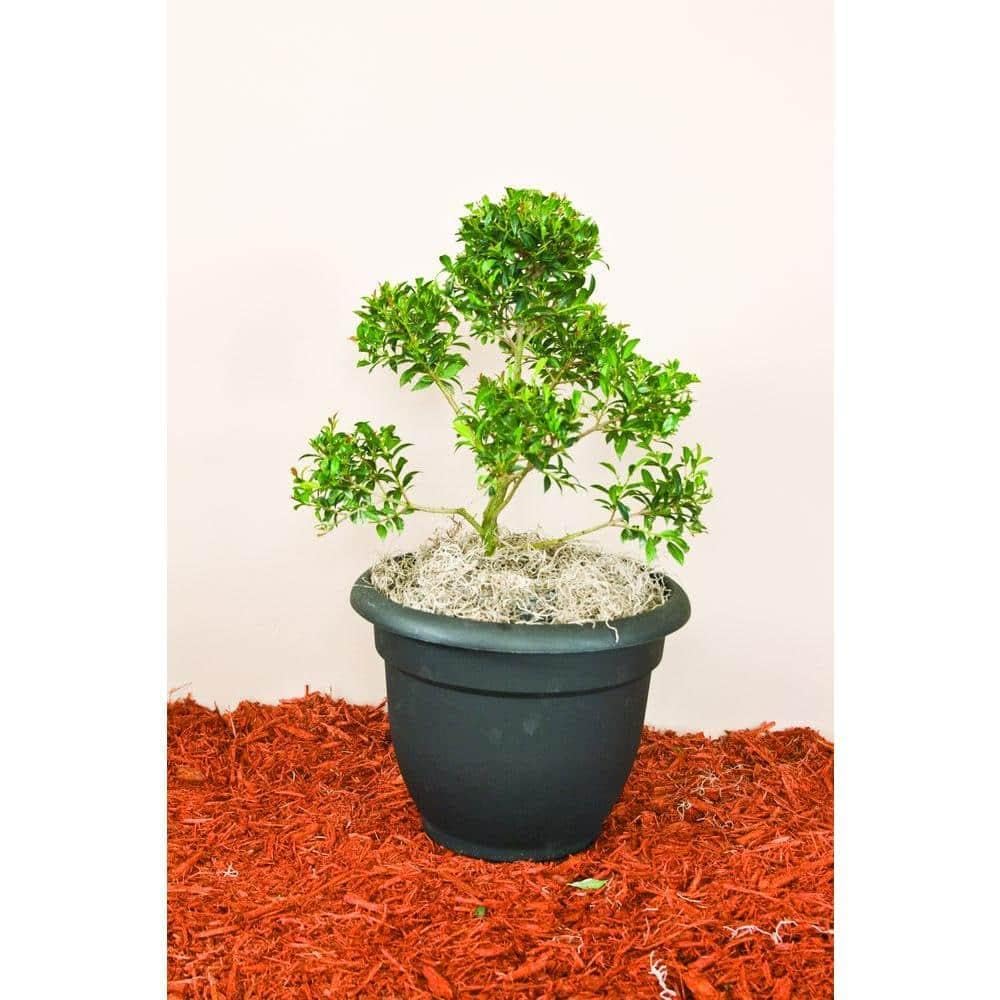 RedCrocus - RedCrocus Dwarf Brush Cherry Eugenia myrtifolia 'Globulus' Pom Pom - Compact Evergreen Shrub for Hedges & Containers 14" Pot