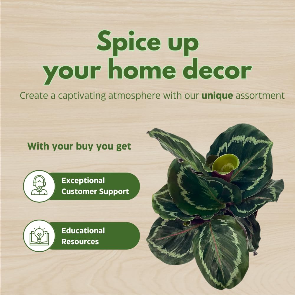 BubbleBlooms Calathea Medallion, Roseopicta in a 4 inch Pot Regal Rose, Rabbit Ear Prayer Plant