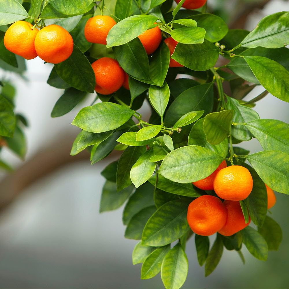 Brighter Blooms - Owari Satsuma Mandarin Tree, 1-2 ft. - No Shipping to AK, AL, AZ, CA, FL, GA, HI, LA, MS, OR, TX