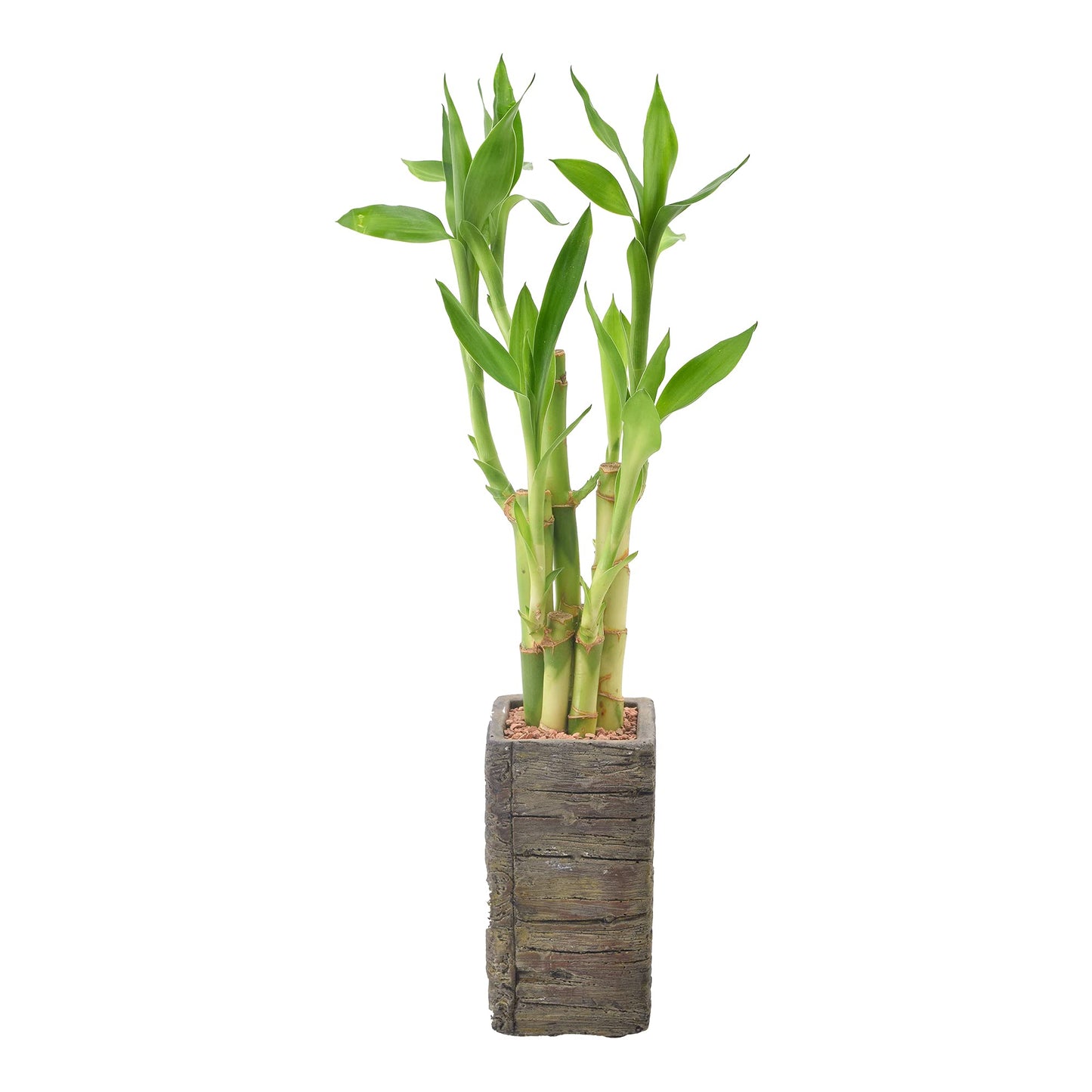 Arcadia Garden Products LV25 5-Stem Lucky Bamboo, Live Indoor Plant in Aged Wood Planter for Home, Work, or Gift, Dark ***Cannot Ship to Hawaii**