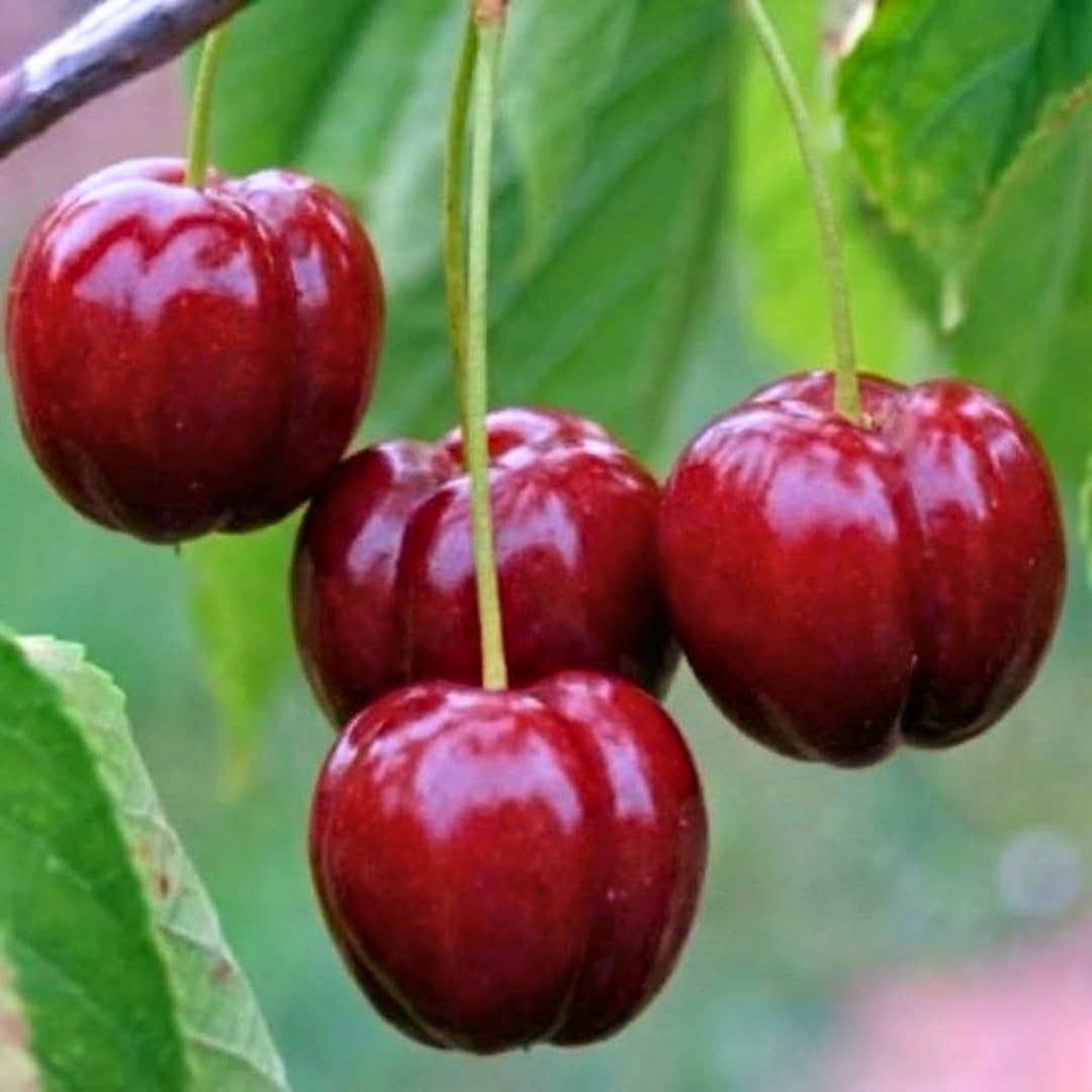 02 Barbados Cherry Tree Live Plant for Planting, 4-7 Inch Tall Fruit Tree, Edible Cherry Tree for Outdoor Garden Growing, Tropical Fruit Plant