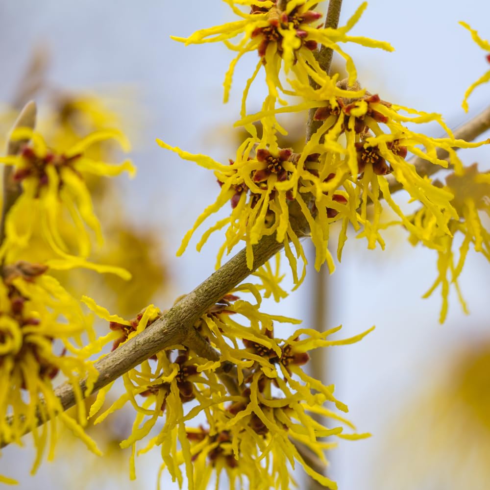 Witch Hazel Plant Live, Witch Hazel Bush Shrub Plants in Quart Pot for Planting, Dormant in Winter