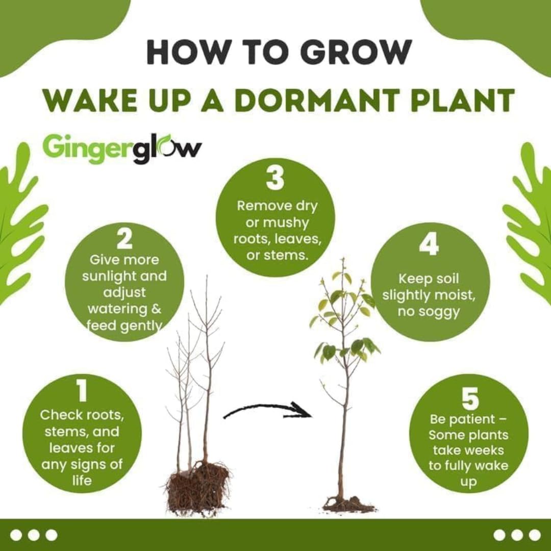 5 Live Chinese Elm Trees 1-2 Feet Tall | Fast-Growing Elm Tree for Boundary Rows & Garden Landscaping | Easy-to-Grow Outdoor | Dormant Tree