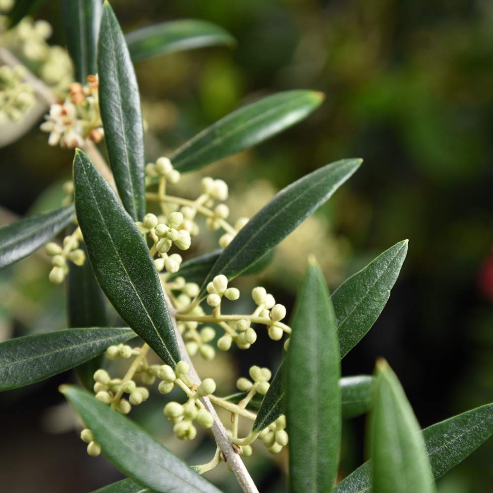 Arbequina Olive 4-5'