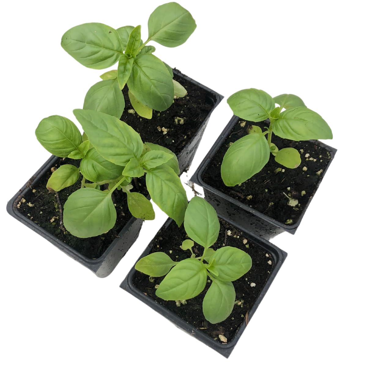Smoke Camp Crafts Organic Sweet Italian Large Leaf Basil (Ocimum basilicum) 4 Plant-Pack - for Cooking or Planting, Make Your own Pesto Sauce