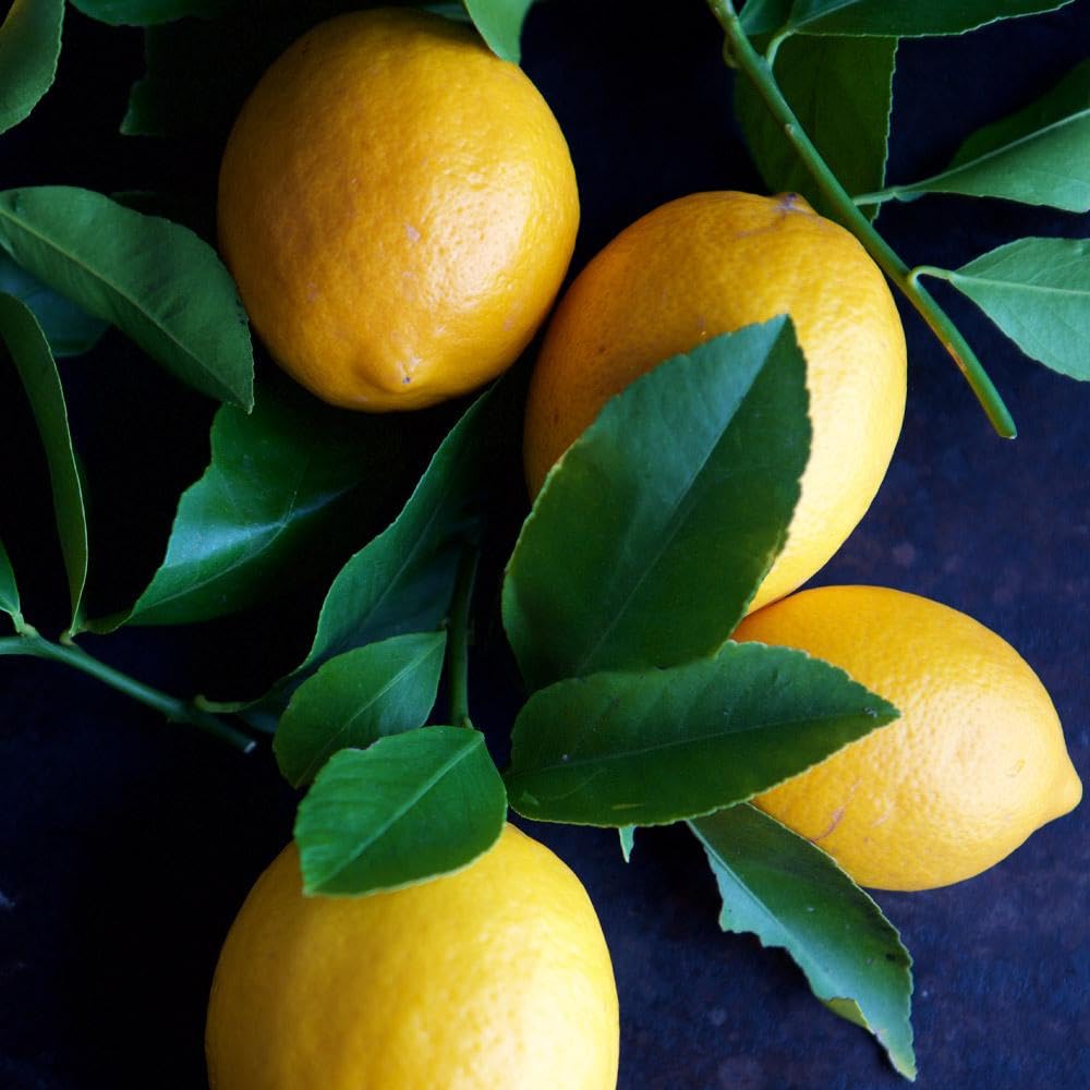 Brighter Blooms - Meyer Lemon Tree, 2-3 ft. - No Shipping to AK, AL, AZ, CA, FL, GA, HI, LA, MS, OR, TX