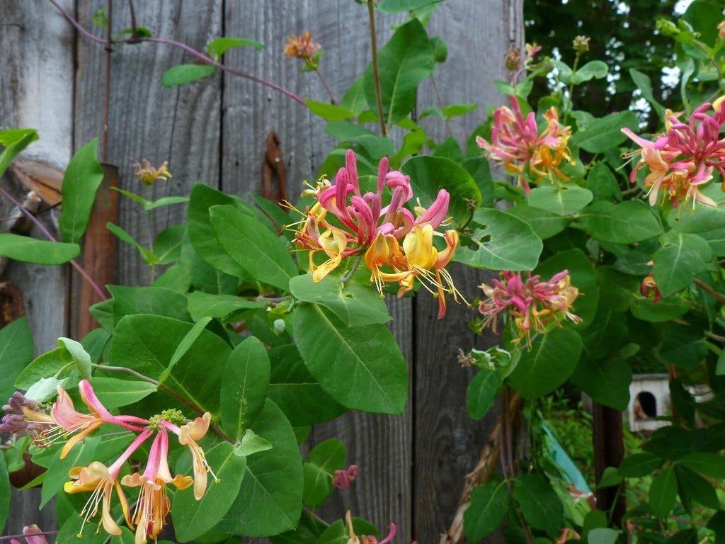 Live Plant - Candy Swirllonicera Honeysuckle Vinerooted Starter Plant Hummingbird Heaven!