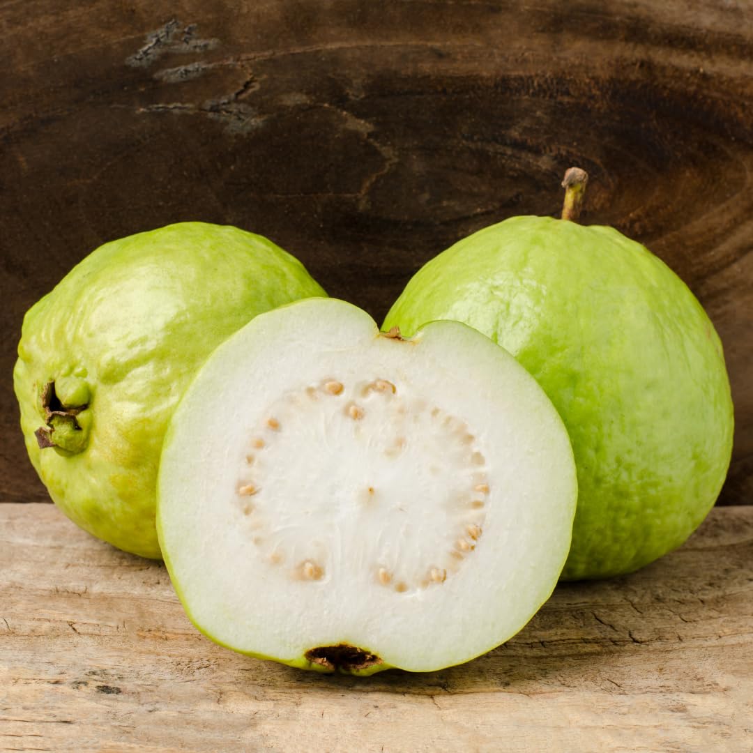 Live White Guava Tree Plant, Guava Tropical Fruit Tree, 2-3 Feet Tall in 3 Gallon Pot, Sweet Fruit for Outdoor Growing, No Ship to CA
