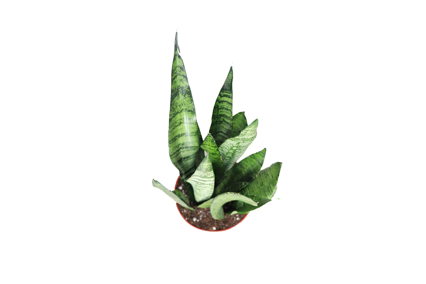 Sansevieria Zeylanica - 6'' from California Tropicals