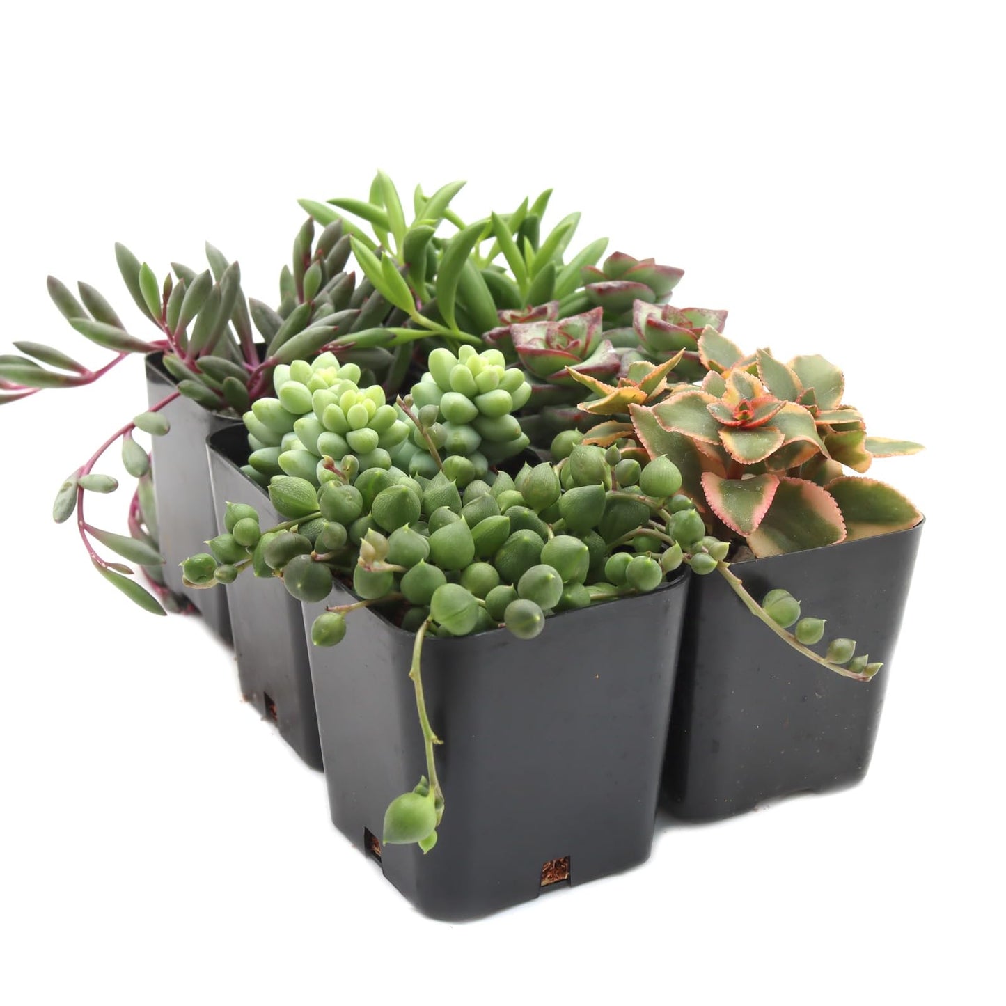 Mountain Crest Gardens Trailing & Strings Succulent Pack - 6 Live Plants in 2 Inch Pots - Real Succulents for Hanging Planters, Home Decor, and DIY Arrangements