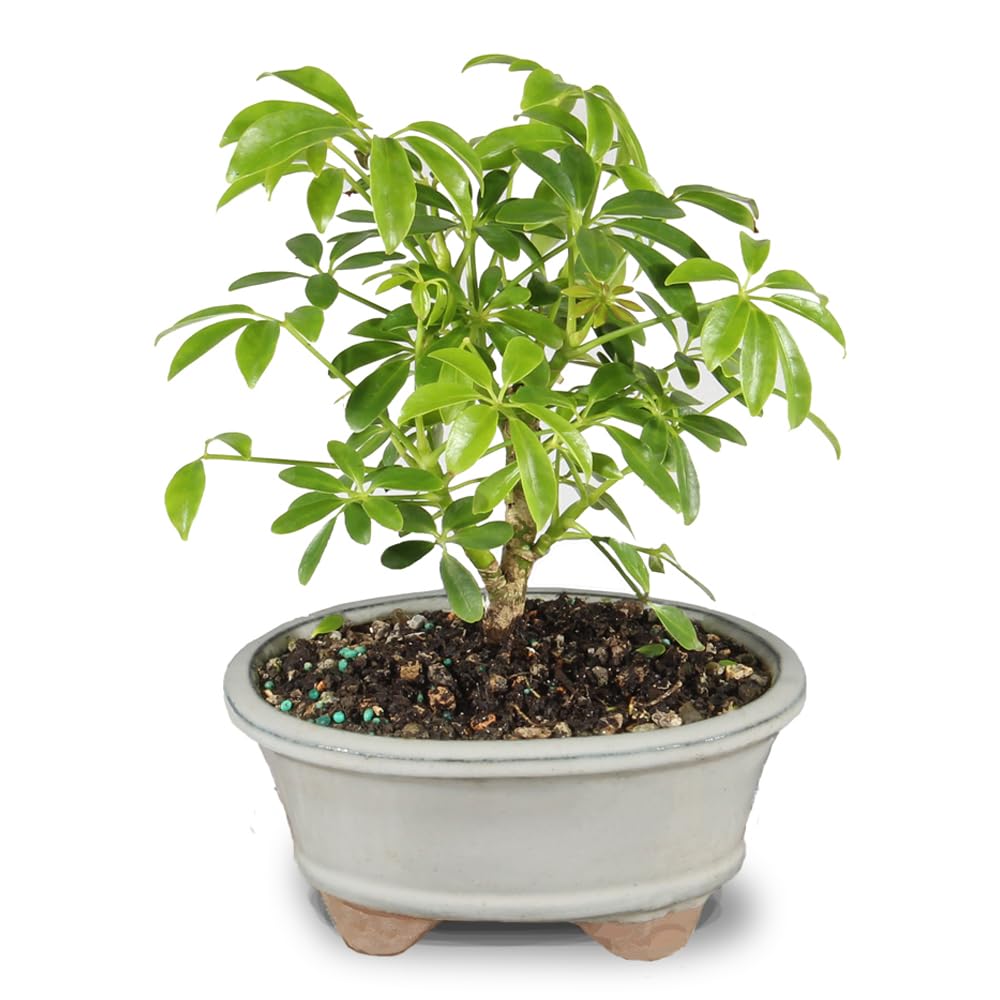 Brussel's Bonsai Live Hawaiian Umbrella Bonsai Tree - Small, 3 Year, 4 to 7 Inches Tall - Indoor Bonsai Tree with Ceramic Bonsai Pot