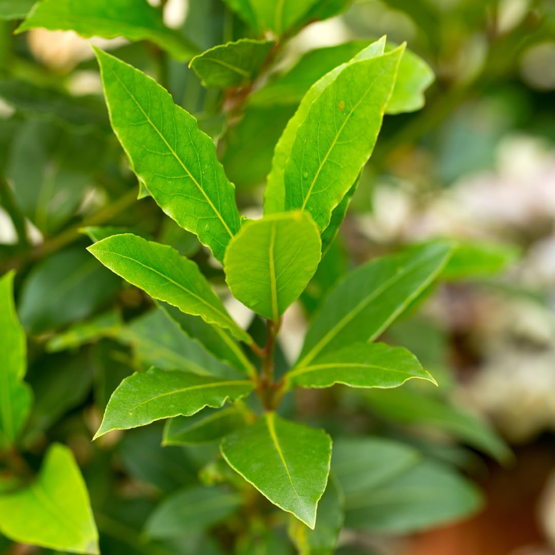 Live Bay Leaf Plant, Herb Bay Leaf Plant,Laurus Nobilis Tree, 8-10 Inch for Planting