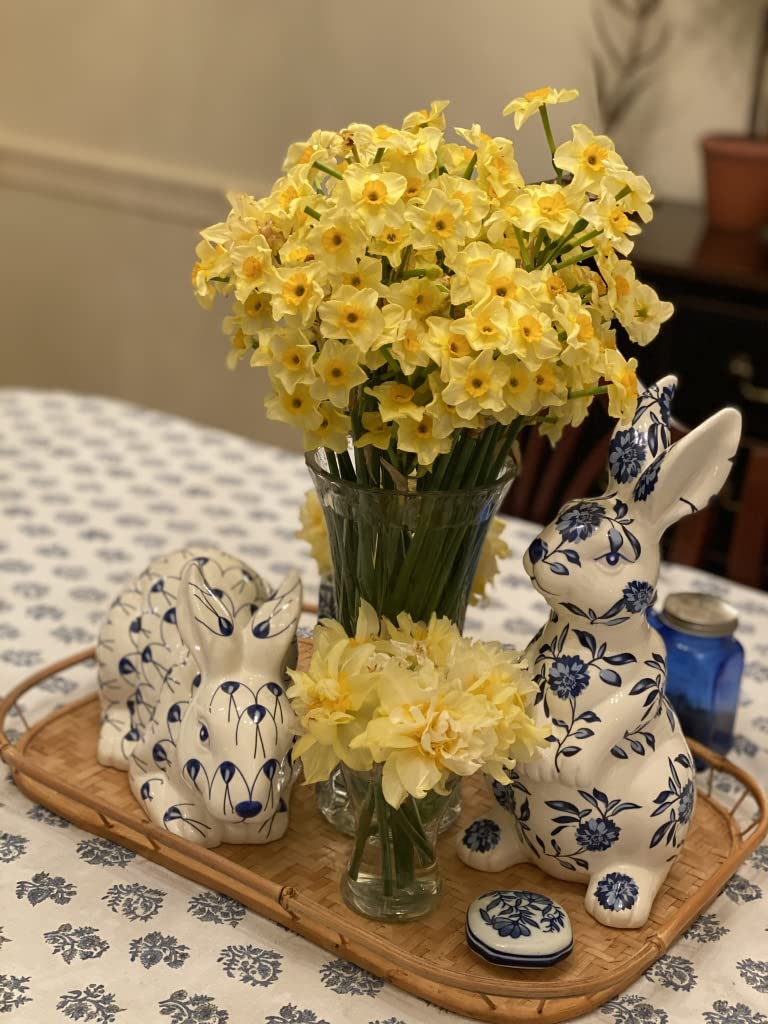 Yellow Daffodils for Your Garden Now (Golden Dawn) - 10 Healthy Bulbs