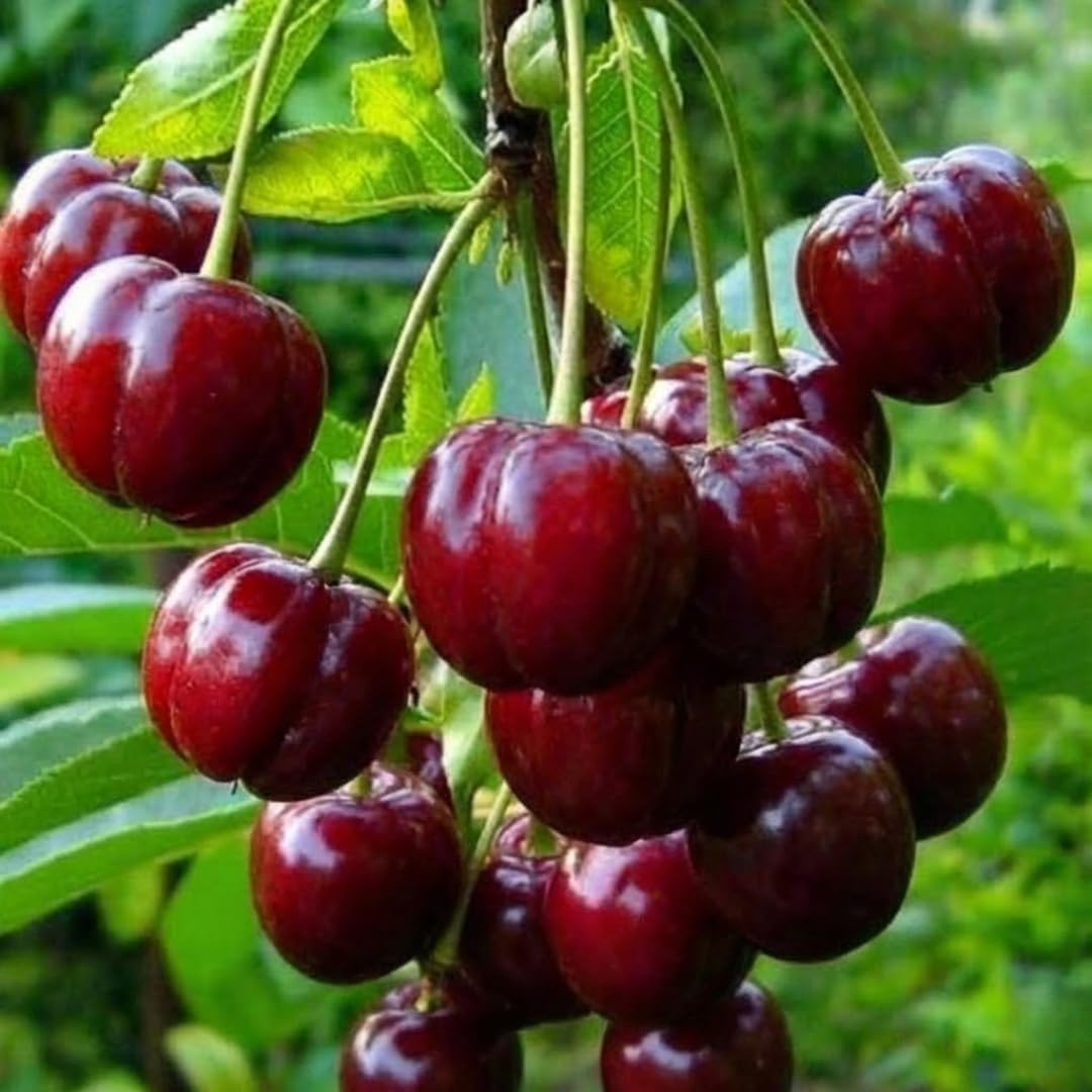 02 Barbados Cherry Tree Live Plant for Planting, 4-7 Inch Tall Fruit Tree, Edible Cherry Tree for Outdoor Garden Growing, Tropical Fruit Plant