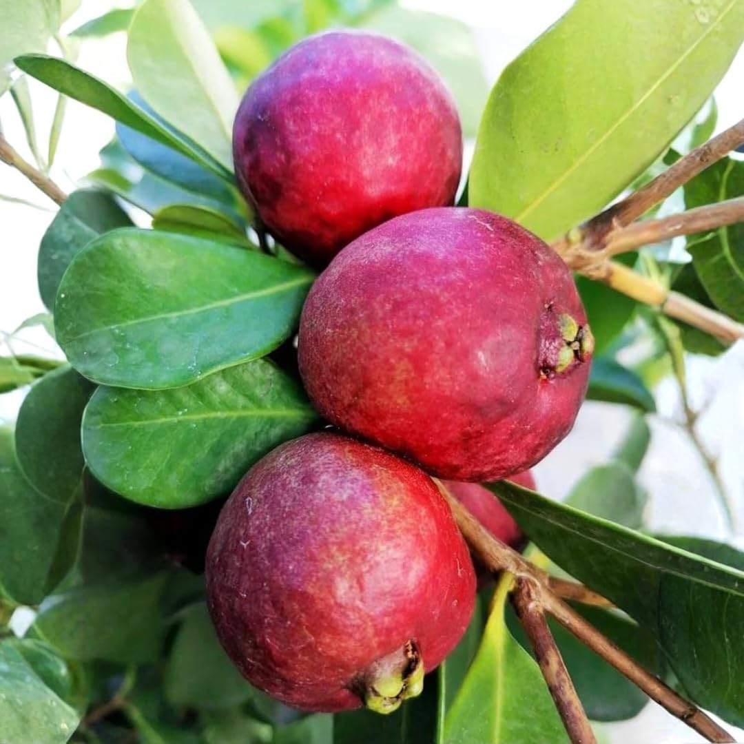 Fragrant Guava Tree Live Plant, Well Rooted 4"-10" in Tall, Tropical Fruit Guavas for Gardening, Zones 9-11 (Strawberry Cherry)