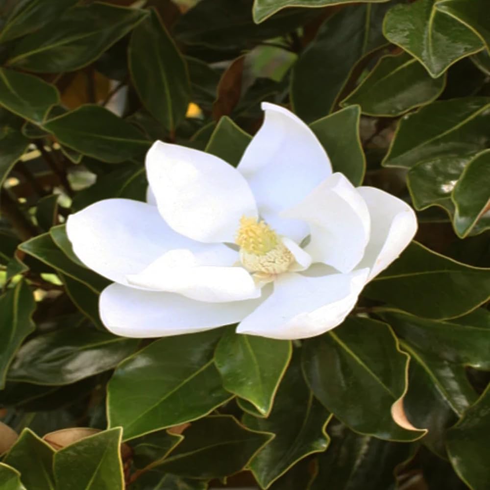 Little Gem Southern Magnolia Tree, 7 Gallon Live Nursery Pot, White Fragrant Flowers| Arbor Day Foundation (Due to Agricultural Laws, Unavailable to CA, AZ)