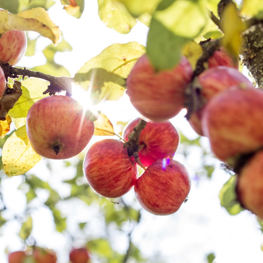 Honey Crisp Apple Tree Live Plant Up to 3 Feet, Bare Root Dormant, Spring Break Fruit Sweet Apple Trees Live Plants for Outdoor Planting, Cold Hardy Fruit