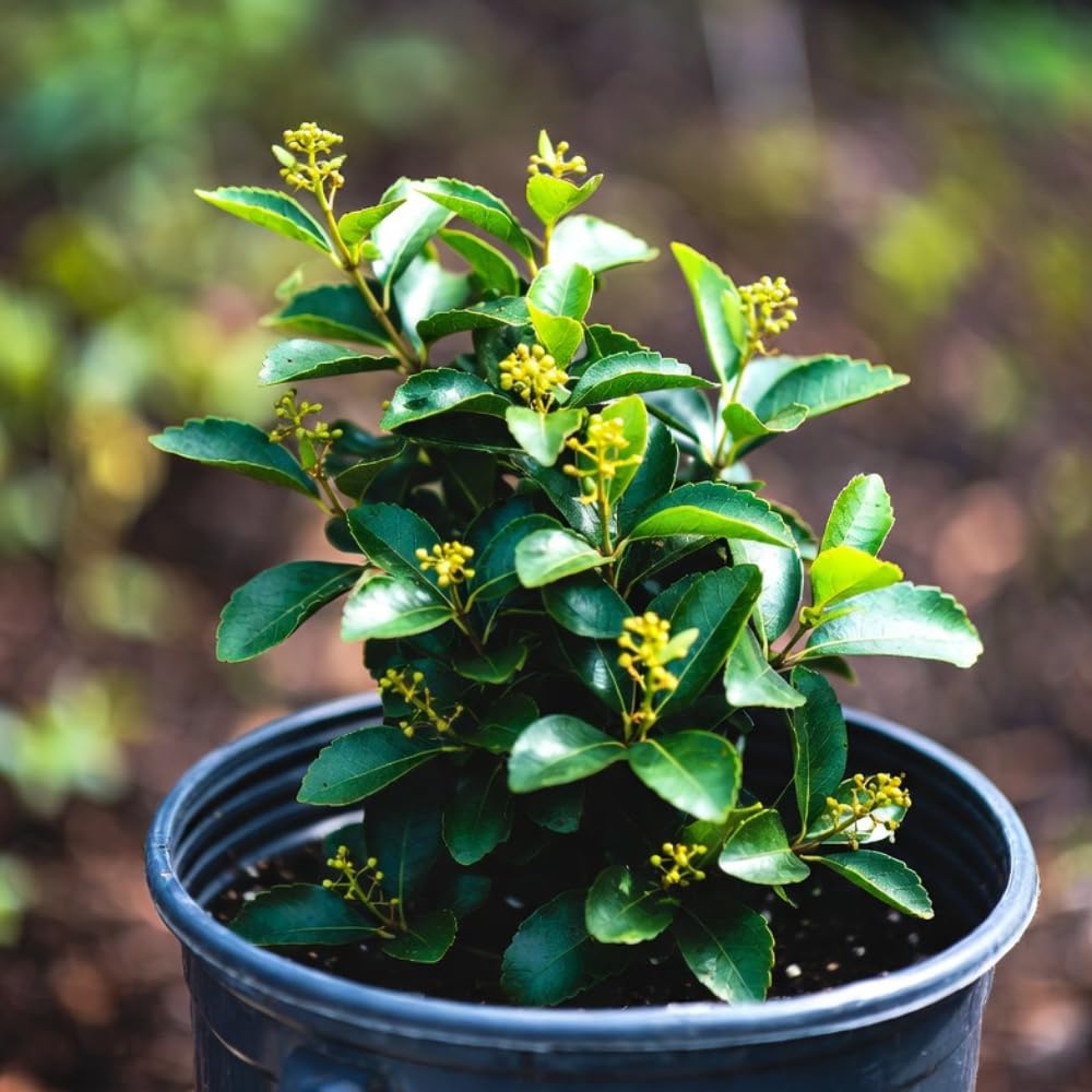 Live Spicebush Plant, Fragrant Plant, Low Maintenance, 8-12 Inches Tall in Quart Pot for Outdoor Planting