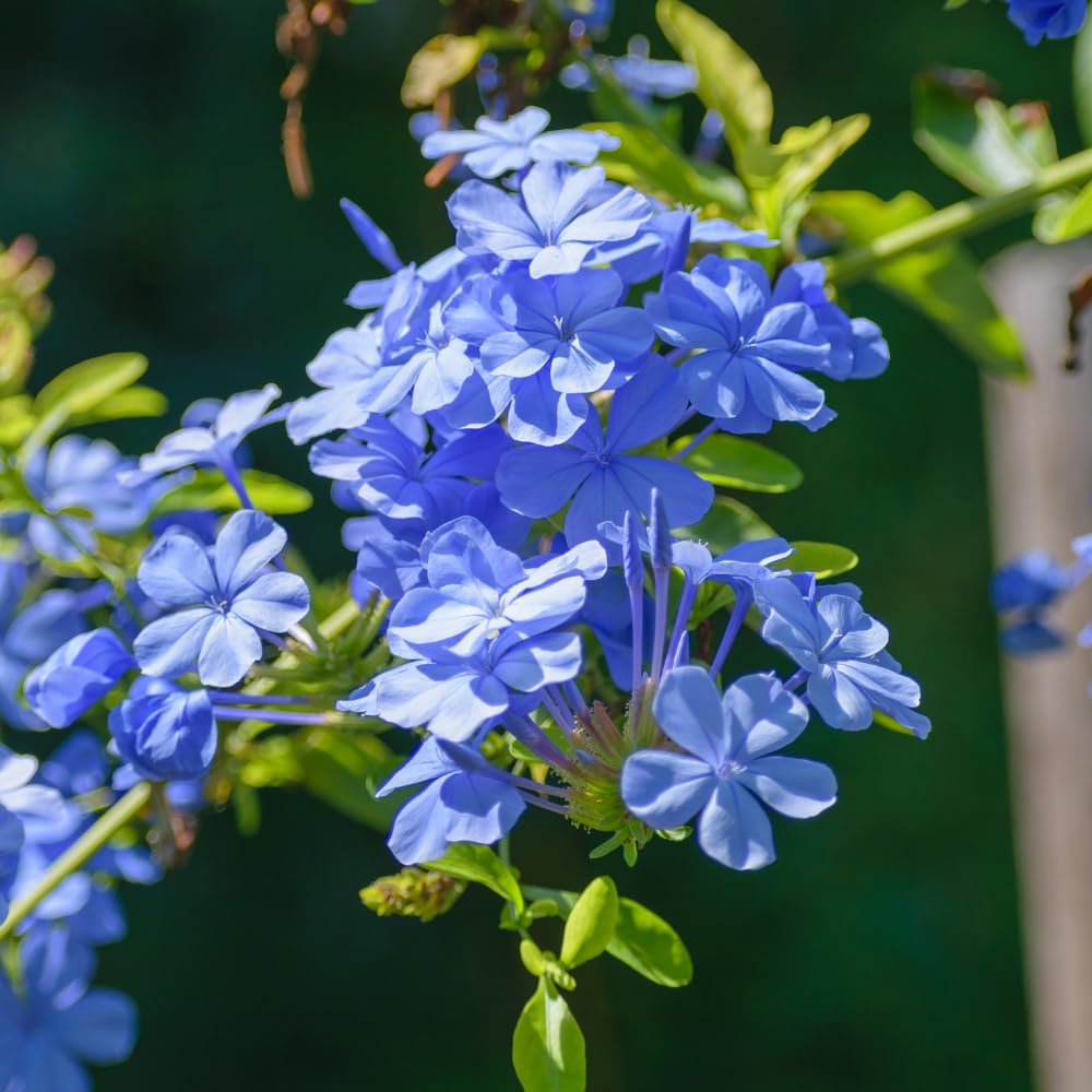 Pack 3 Blue Plumbago Plants, 4-7" Tall Live Blue Plumbago Starter Plant, Flowering Shrub for Garden Containers
