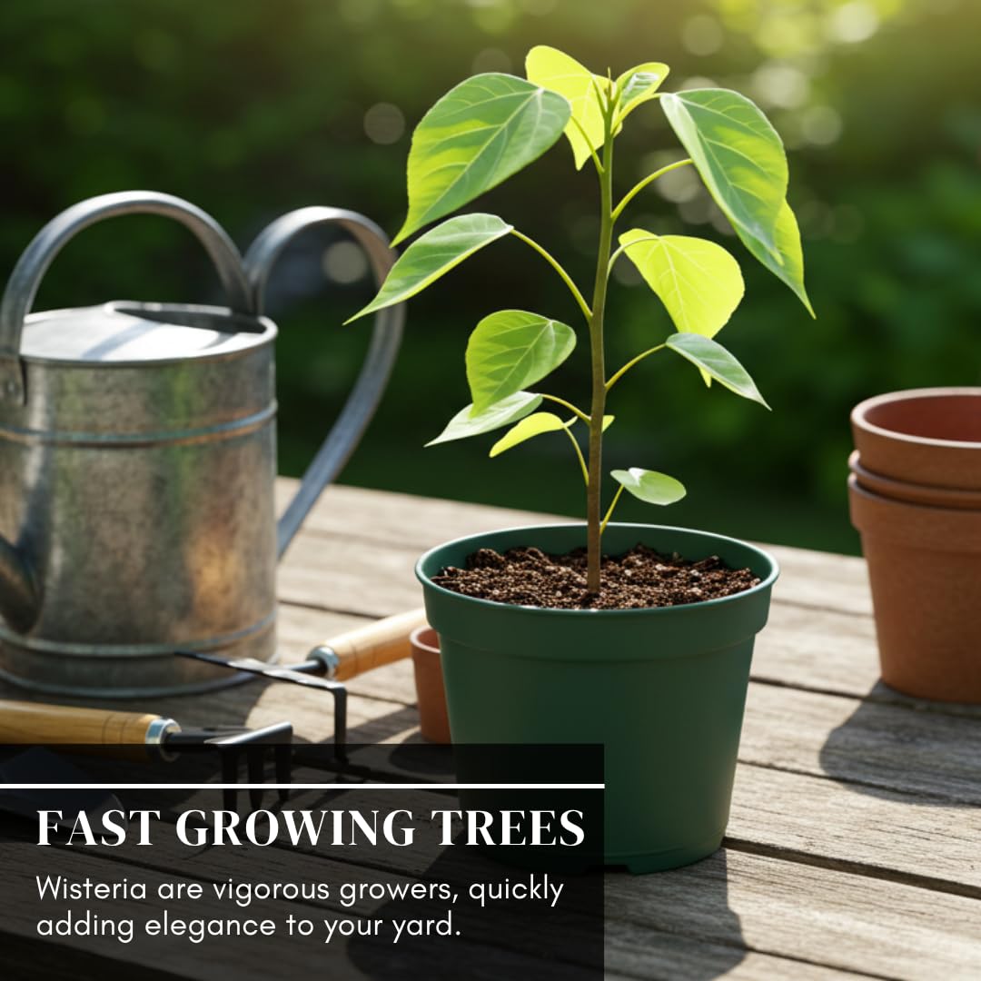 Purple Wisteria Tree Seedling – 1-Year-Old Well-Rooted Blooming Vine Plant – Fast-Growing Climbing Tree for Trellises, Pergolas, or Garden Landscaping