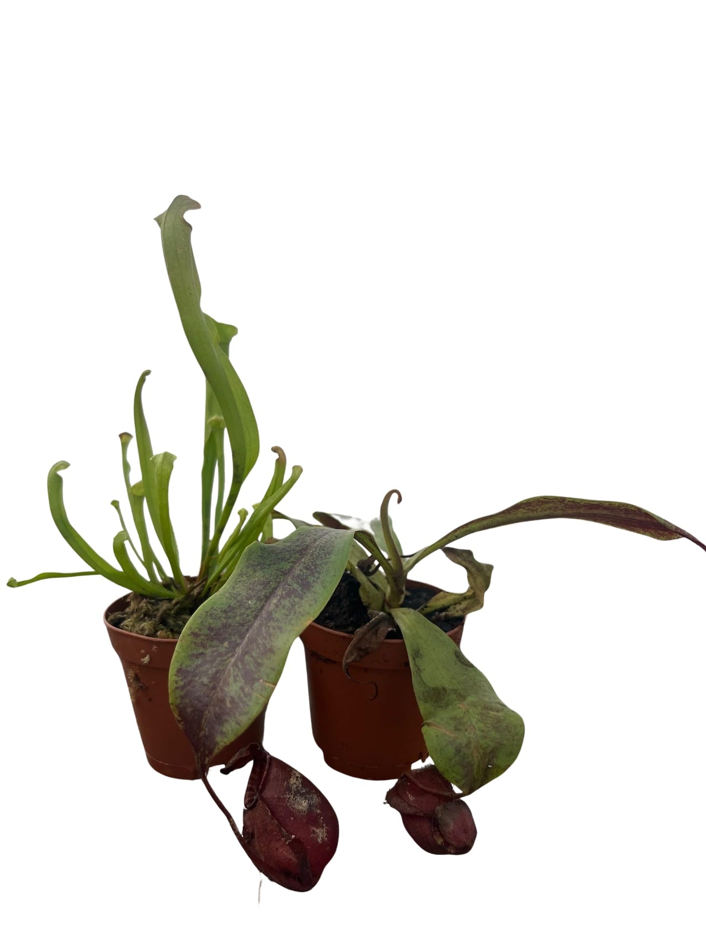 Assorted Carnivorous Pitcher Plants - Sarracenia - 2" Pots 2 Pack